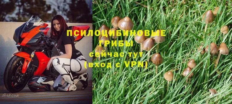 Псилоцибиновые грибы Magic Shrooms  Белозерск 